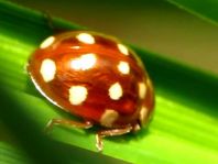 Vierzehntropfiger Marienkäfer, Calvia quatuordecimguttata