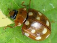Vierzehntropfiger Marienkäfer, Calvia quatuordecimguttata