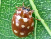 Vierzehntropfiger Marienkäfer, Calvia quatuordecimguttata
