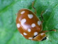 Vierzehntropfiger Marienkäfer, Calvia quatuordecimguttata