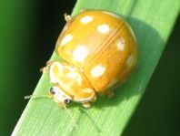 Zehnfleckiger Marienkäfer, Calvia decemguttata