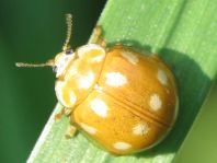 Zehnfleckiger Marienkäfer, Calvia decemguttata