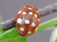 Vierzehntropfiger Marienkäfer, Calvia quatuordecimguttata