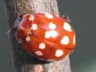 Vierzehntropfiger Marienkäfer, Calvia quatuordecimguttata