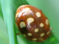 Vierzehntropfiger Marienkäfer, Calvia quatuordecimguttata