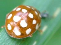 Vierzehntropfiger Marienkäfer, Calvia quatuordecimguttata