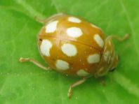 Zehnfleckiger Marienkäfer, Calvia decemguttata