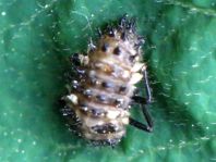 Vierzehntropfiger Marienkäfer, Calvia quatuordecimguttata