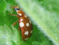 Vierzehntropfiger Marienkäfer, Calvia quatuordecimguttata