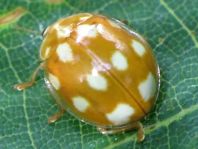 Zehnfleckiger Marienkäfer, Calvia decemguttata