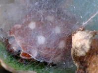 Vierzehntropfiger Marienkäfer, Calvia quatuordecimguttata