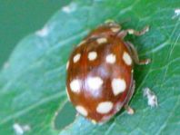 Vierzehntropfiger Marienkäfer, Calvia quatuordecimguttata