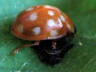 Vierzehntropfiger Marienkäfer, Calvia quatuordecimguttata