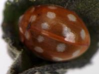Vierzehntropfiger Marienkäfer, Calvia quatuordecimguttata