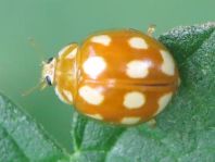 Zehnfleckiger Marienkäfer, Calvia decemguttata