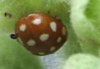 Vierzehntropfiger Marienkäfer, Calvia quatuordecimguttata