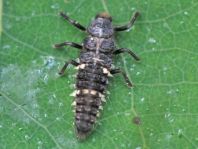 Vierzehntropfiger Marienkäfer, Calvia quatuordecimguttata, Larve