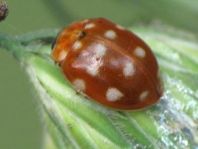 Vierzehntropfiger Marienkäfer, Calvia quatuordecimguttata