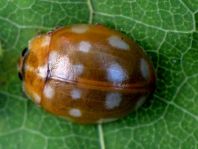 Vierzehntropfiger Marienkäfer, Calvia quatuordecimguttata