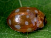 Vierzehntropfiger Marienkäfer, Calvia quatuordecimguttata