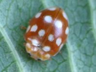 Vierzehntropfiger Marienkäfer, Calvia quatuordecimguttata