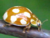 Zehnfleckiger Marienkäfer, Calvia decemguttata