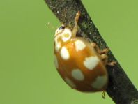 Zehnfleckiger Marienkäfer, Calvia decemguttata
