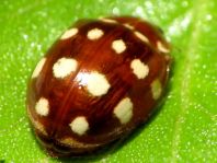 Vierzehntropfiger Marienkäfer, Calvia quatuordecimguttata