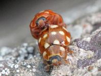 Vierzehntropfiger Marienkäfer, Calvia quatuordecimguttata