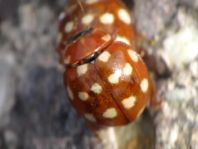 Vierzehntropfiger Marienkäfer, Calvia quatuordecimguttata