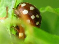 Vierzehntropfiger Marienkäfer, Calvia quatuordecimguttata