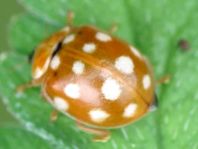 Vierzehntropfiger Marienkäfer, Calvia quatuordecimguttata