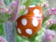 Vierzehntropfiger Marienkäfer, Calvia quatuordecimguttata