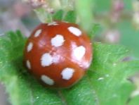Vierzehntropfiger Marienkäfer, Calvia quatuordecimguttata