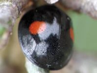 Rundfleckiger Schildlaus-Marienkäfer, Chilocorus renipustulatus