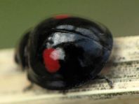 Rundfleckiger Schildlaus-Marienkäfer, Chilocorus renipustulatus