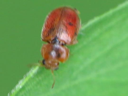 Coccidula rufa, Glänzender Schlankmarienkäfer
