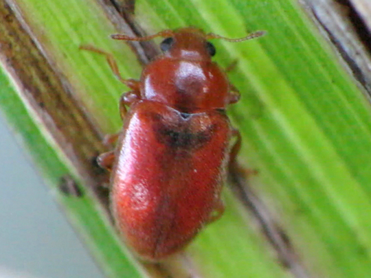 Coccidula rufa, Glänzender Schlankmarienkäfer