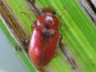 Coccidula rufa, Glänzender Schlankmarienkäfer