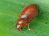 Coccidula rufa, Glänzender Schlankmarienkäfer