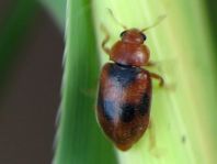 Coccidula scutellata, Gefleckter Schilfmarienkäfer