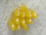 Coccinelidae