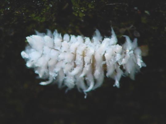 Scymninae