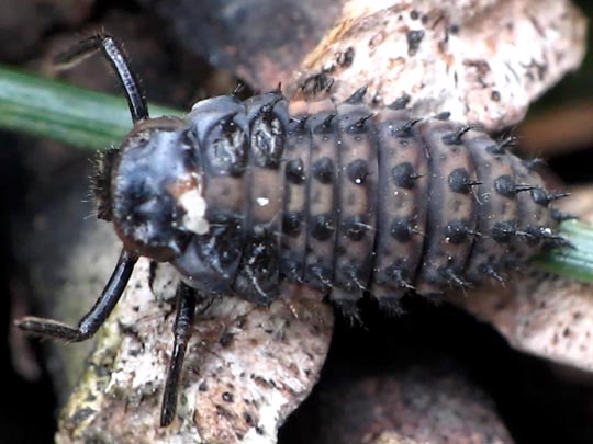 Coccinelidae, Larve