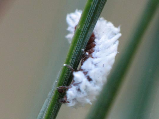 Scymninae