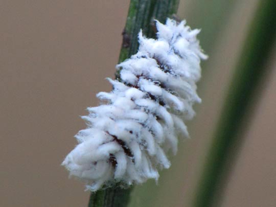 Scymninae