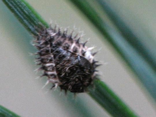 Chilocorinae