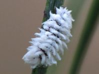 Chilocorinae