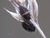 Chilocorinae