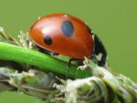 Fünfpunkt Marienkäfer, Coccinella quinquepunctata